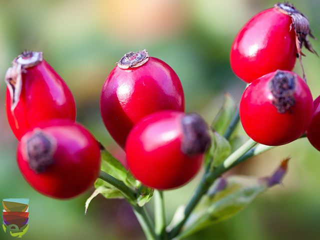 Al momento stai visualizzando 5 sorprendenti benefici per la salute del tè alla rosa canina