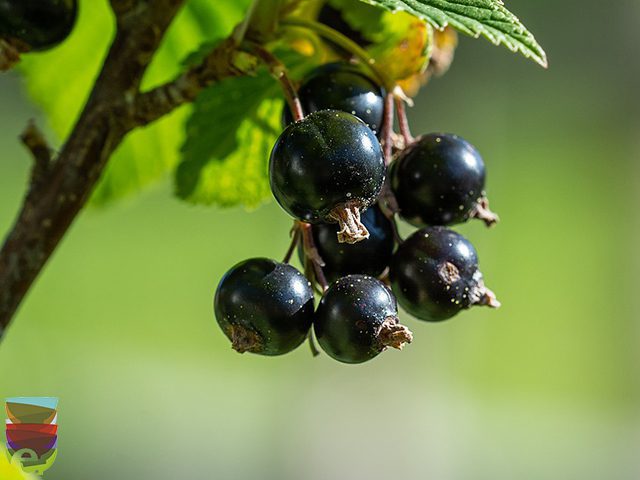 ribes nero