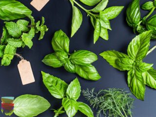 Erbe aromatiche da bere