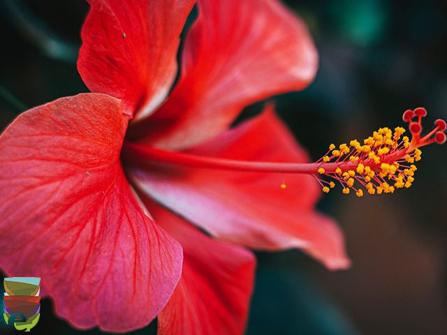 Scopri di più sull'articolo Karkadè o fiore di Ibisco