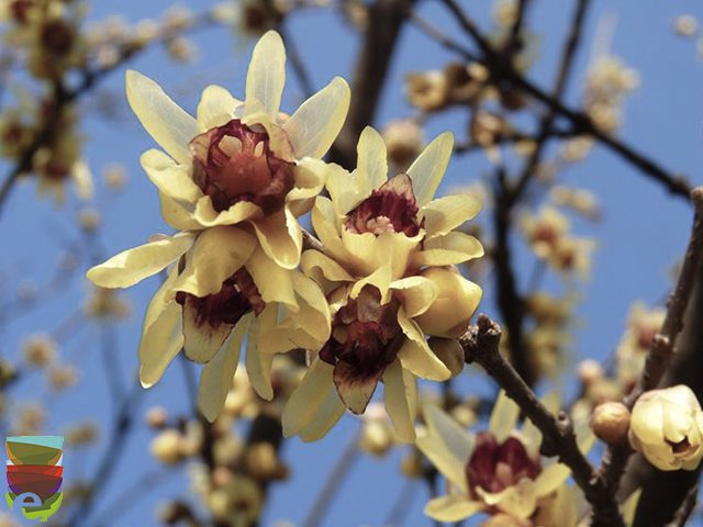 Scopri di più sull'articolo Il calicanto: fiore d’inverno